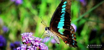 国产采精小蝴蝶